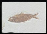 Knightia Fossil Fish - Wyoming #32835-1